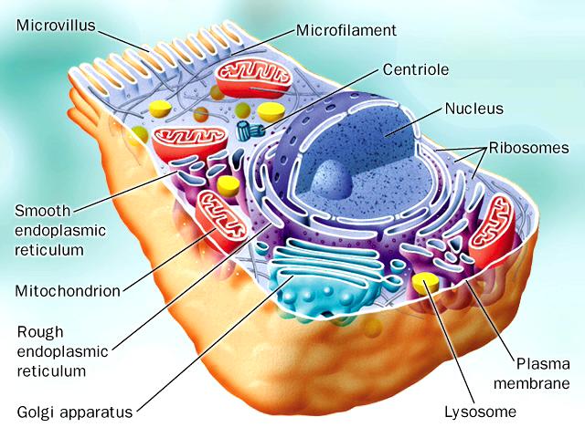 pic-med-phys3